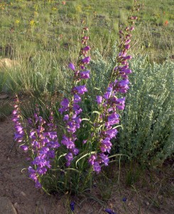 Bright wildflowers dot the countryside
