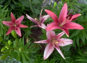 lillies in bloom