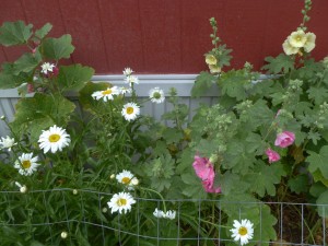 Hollyhocks and daiseys in front flower bed