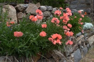 "Watermelon" poppies along a rock wall