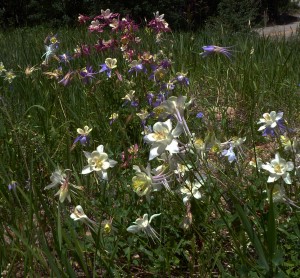 Columbine in three colors blooming in Empire
