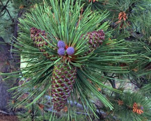 Pine cone production is way up