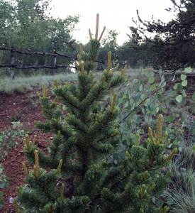 New growth evident on pine trees