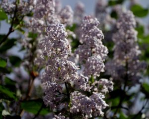 Traditional Oregon Blue lilac near the garage