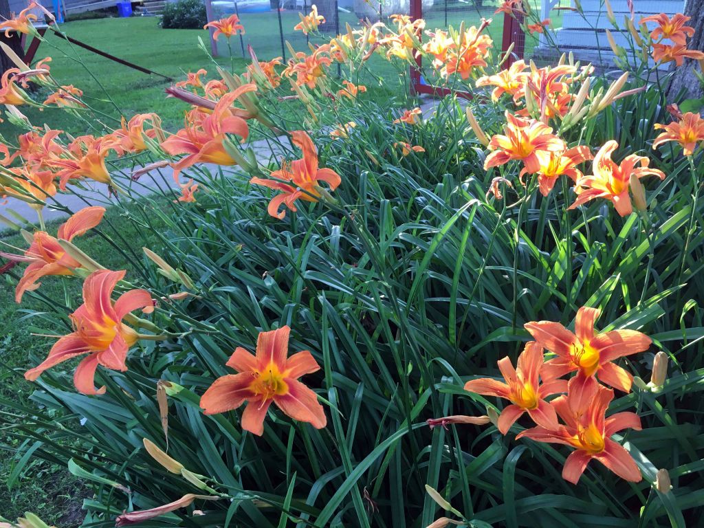 Day lilies in bloom