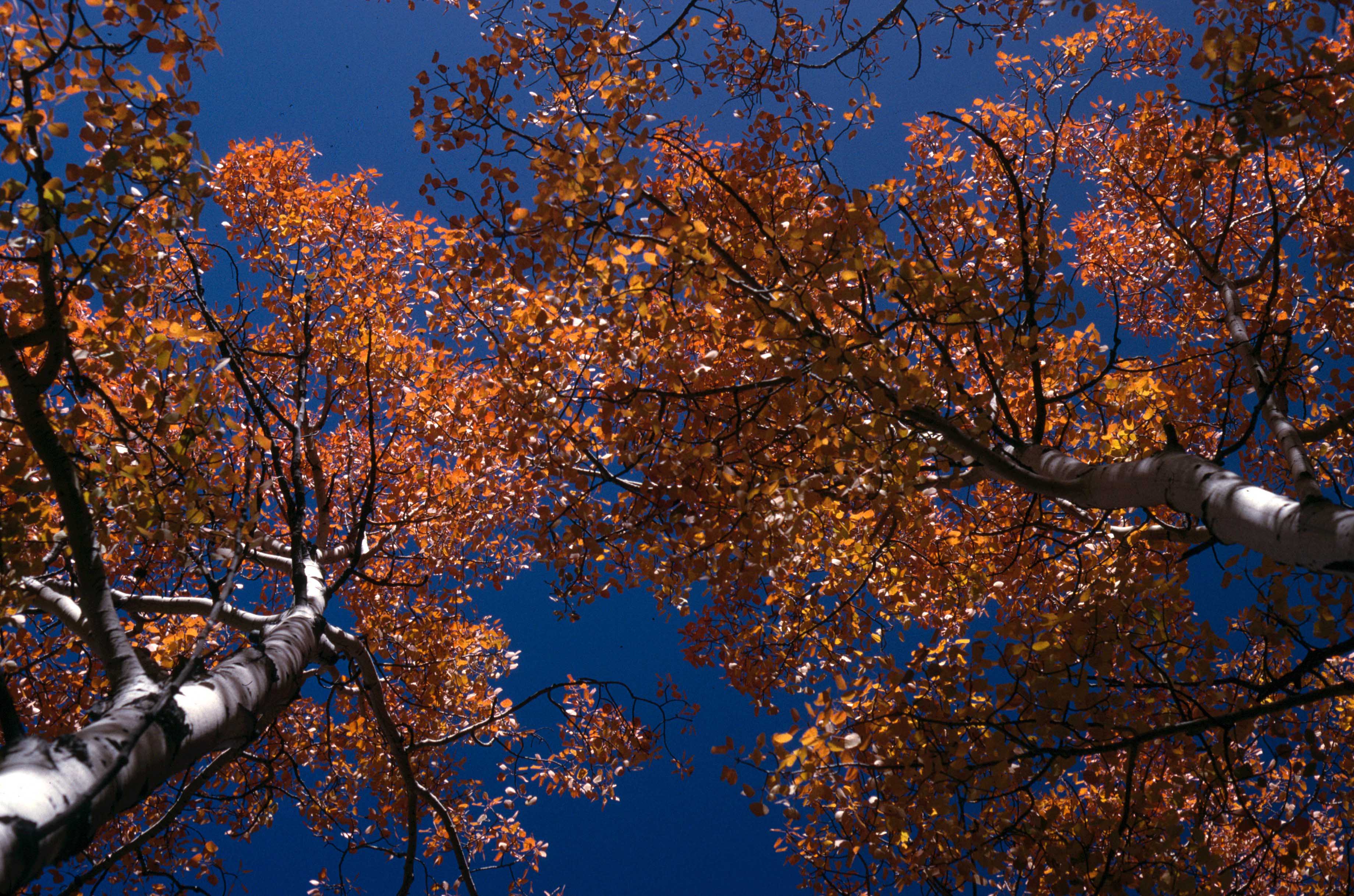 Fall colors Fall colors